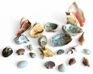 Large Collection of Seashells and Marine Mollusk Shells