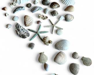 Large Collection of Seashells and Starfish