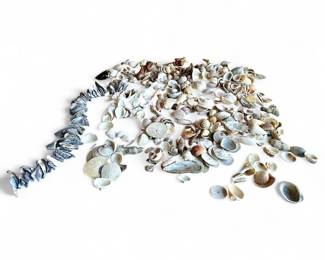 Large Collection of Assorted Shells