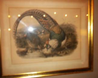 Framed Print Lady Amherst's Pheasant. by Joseph Wolf