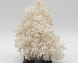 White Coral Specimen on Base