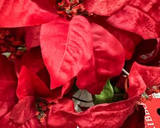 poinsettia 