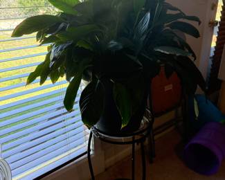 Several plants