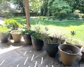 Large outdoor potted plants