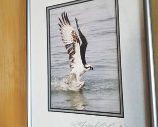 Osprey photo