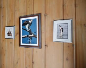 Osprey photos