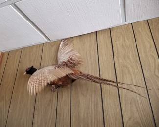 Pheasant