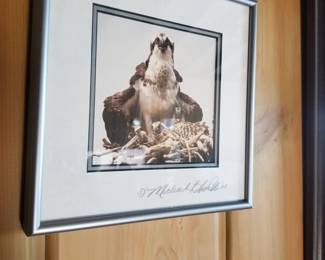 Osprey photo