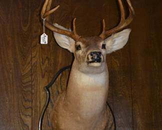 Deer Mount