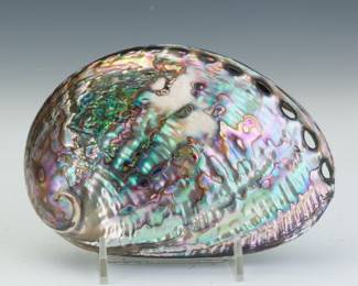 Polished Abalone Shell