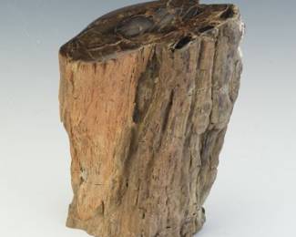 Petrified Wood Specimen, Utah