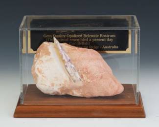 Opalized Belemnite Rostrum Fossil in Matrix on Wood Base