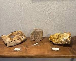 Natural Petrified Wood Artifacts
