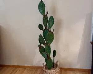 Tall Green Artificial Cactus in Woven Natural Basket Planter