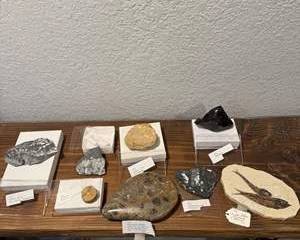 Collection of Unique Fossils and Minerals - Obsidian, Orthoceras, Fish Plates