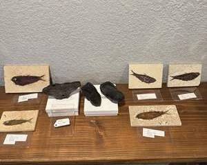 Fossil Fish Collection Featuring Unique Specimens