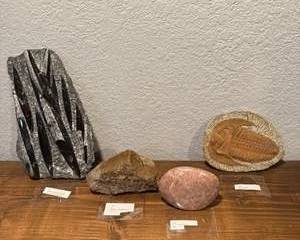 Diverse Collection of Unique Fossils and Natural Stones