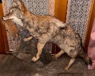 Taxidermy Coyote