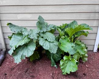 29 2RhubarbPlants
