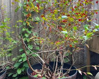 73 BlueberryPlantinCompositeBarrelPot