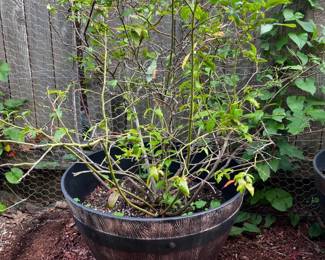 72 DukeBlueberryPlantinCompositeBarrelPot