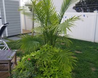 Plants