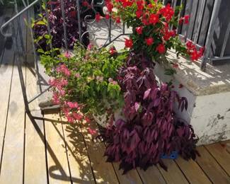 Plants