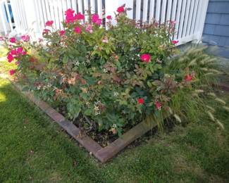 Roses
