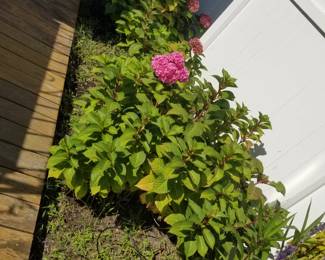 Hydrangeas