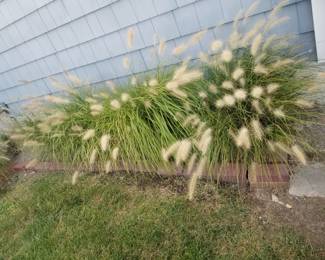 Grasses