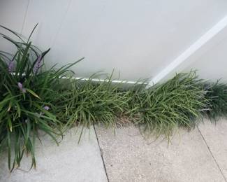 Grasses & plants