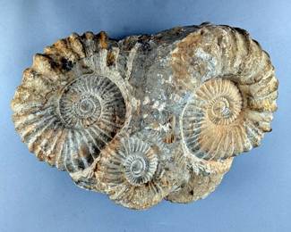 Agadir Triple Ammonite Fossil On Rock, 14" Wide, 13.36kg