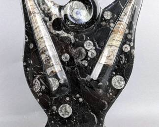 Polished Orthoceras And Ammonite Fossil Display, 8.25" Tall