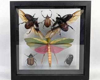 Enema Pan, Qty. 2, Golofa Aegeon, Golofa Eacus, Titanacris Humboldtii, And Tomarus Maimon Insect Display, 8.75" x 8.75"