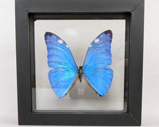 Morpho Marcus Butterfly Display, 7.75" x 6.75"