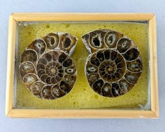 Polished Ammonite Fossils In Display Case, Jewelry Grade