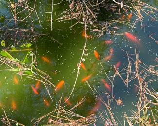 Gold fish from outdoor fish pond