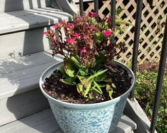 Pink Flowers in plastic pot