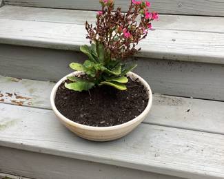Pink Flowers in white Pot
