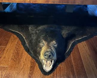 Bear skin rug
