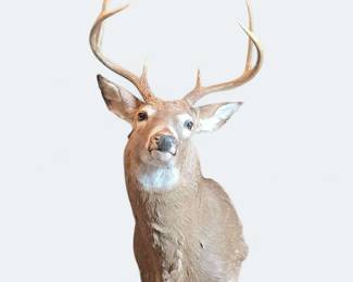 Taxidermied Deer Mount