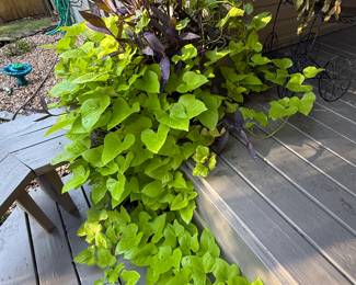 some of the healthiest plants you have ever seen - been loved!