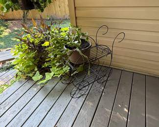 Some of the healthiest plants you have ever seen - been loved!