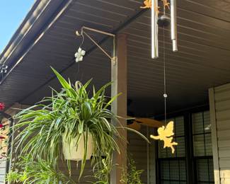 some of the healthiest plants you have ever seen - been loved!