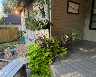 some of the healthiest plants you have ever seen - been loved!