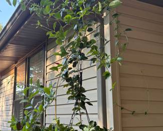 some of the healthiest plants you have ever seen - been loved!