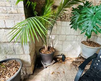 Real plants Majestic palm