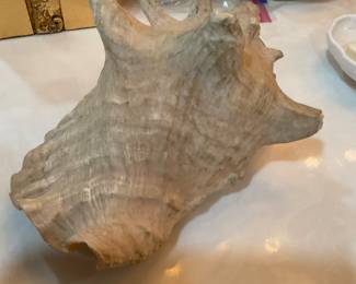 Large sea shell