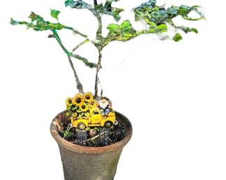 Live Crape Myrtle Plant
