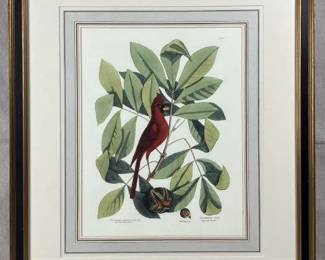 Mark Catesby Arbor Tulipifera